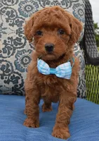 Mini Gigi, a female Miniature Goldendoodle for sale in Celina, OH – 8 of 10