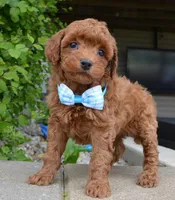 Mini Gigi, a female Miniature Goldendoodle for sale in Celina, OH – 6 of 10