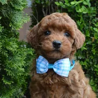 Mini Gigi, a female Miniature Goldendoodle for sale in Celina, OH – 4 of 10