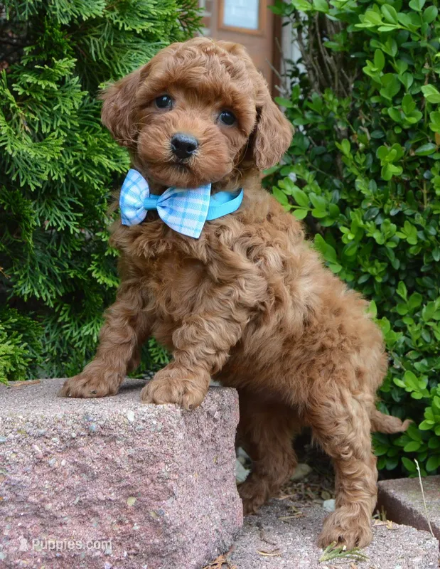 Mini Gigi – Miniature Goldendoodle puppy for sale in Celina, OH