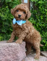 Mini Gigi, a female Miniature Goldendoodle for sale in Celina, OH – 1 of 10