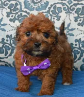 Snickers, a female Shihpoo for sale in Celina, OH – 6 of 10