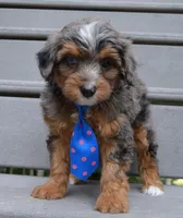 Mini Ace, a male Miniature Aussiedoodle for sale in Celina, OH – 8 of 10