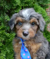 Mini Ace, a male Miniature Aussiedoodle for sale in Celina, OH – 7 of 10