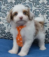 Mini Ace, a male Miniature Aussiedoodle for sale in Celina, OH – 1 of 10