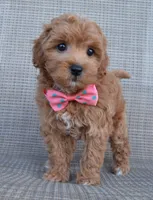 Sadie, a female Shihpoo for sale in Celina, OH – 6 of 10
