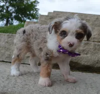 Mini Aspen, a female Miniature Aussiedoodle for sale in Celina, OH – 4 of 10
