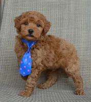 Mini George, a male Miniature Goldendoodle for sale in Celina, OH – 9 of 10