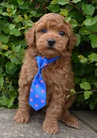 Mini George, a male Miniature Goldendoodle for sale in Celina, OH – 2 of 10