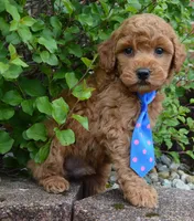 Mini George, a male Miniature Goldendoodle for sale in Celina, OH – 8 of 10