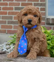 Mini George, a male Miniature Goldendoodle for sale in Celina, OH – 7 of 10