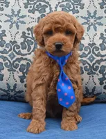 Mini George, a male Miniature Goldendoodle for sale in Celina, OH – 5 of 10