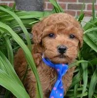 Mini George, a male Miniature Goldendoodle for sale in Celina, OH – 10 of 10