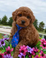 Mini George, a male Miniature Goldendoodle for sale in Celina, OH – 6 of 10