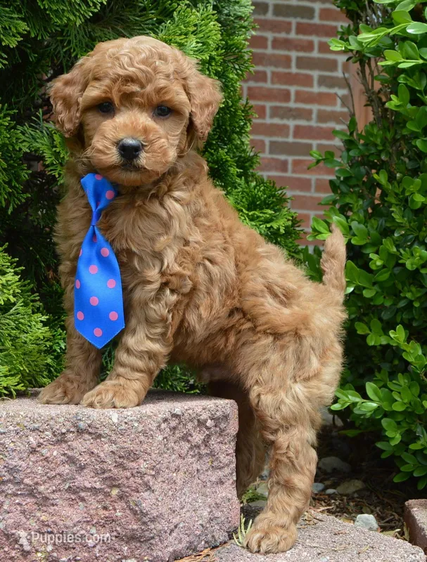 Mini George – Miniature Goldendoodle puppy for sale in Celina, OH