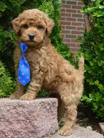 Mini George, a male Miniature Goldendoodle for sale in Celina, OH – 1 of 10