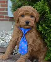 Mini George, a male Miniature Goldendoodle for sale in Celina, OH – 3 of 10