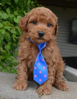 Mini George, a male Miniature Goldendoodle for sale in Celina, OH – 4 of 10