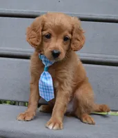 Mini Gordon, a male Miniature Goldendoodle for sale in Celina, OH – 3 of 10