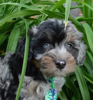Mini Asher, a male Miniature Aussiedoodle for sale in Celina, OH – 7 of 10
