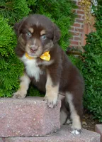 Angel, a female Australian Shepherd for sale in Celina, OH – 8 of 10