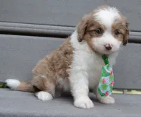Mini Arlo, a male Miniature Aussiedoodle for sale in Celina, OH – 2 of 10