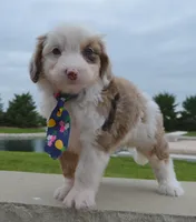 Mini Auggie, a male Miniature Aussiedoodle for sale in Celina, OH – 6 of 10