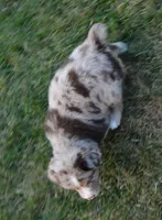 Abby, a female Australian Shepherd for sale in Celina, OH – 6 of 10