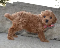 Sadie, a female Shihpoo for sale in Celina, OH – 9 of 10