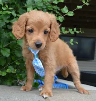 Mini Gordon, a male Miniature Goldendoodle for sale in Celina, OH – 6 of 10