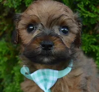 TINY Sam, a male Shihpoo for sale in Celina, OH – 5 of 10