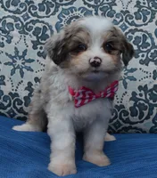 Mini Ava, a female Miniature Aussiedoodle for sale in Celina, OH – 7 of 10
