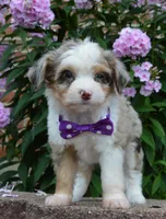 Mini Aspen, a female Miniature Aussiedoodle for sale in Celina, OH – 5 of 10