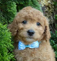 Mini Ginger, a male Miniature Goldendoodle for sale in Celina, OH – 8 of 10