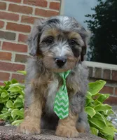 Mini Asher, a male Miniature Aussiedoodle for sale in Celina, OH – 7 of 10