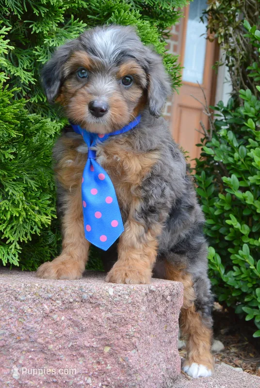 Mini Ace – Miniature Aussiedoodle puppy for sale in Celina, OH