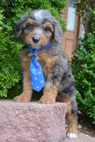Mini Ace, a male Miniature Aussiedoodle for sale in Celina, OH – 1 of 10