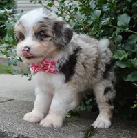 Mini Ava, a female Miniature Aussiedoodle for sale in Celina, OH – 4 of 10