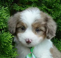 Mini Arlo, a male Miniature Aussiedoodle for sale in Celina, OH – 9 of 10