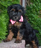 Sunny, a female Shihpoo for sale in Celina, OH – 4 of 10