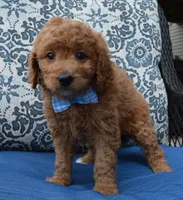 Mini Ginger, a male Miniature Goldendoodle for sale in Celina, OH – 6 of 10