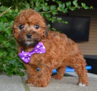 Snickers, a female Shihpoo for sale in Celina, OH – 9 of 10