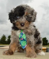 Mini Asher, a male Miniature Aussiedoodle for sale in Celina, OH – 5 of 10