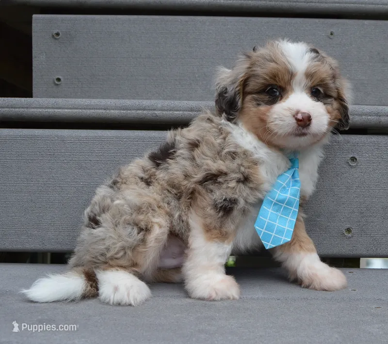 Mini Asher – Miniature Aussiedoodle puppy for sale in Celina, OH
