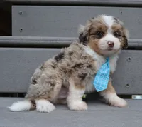Mini Asher, a male Miniature Aussiedoodle for sale in Celina, OH – 1 of 10
