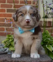 Abby, a female Australian Shepherd for sale in Celina, OH – 7 of 10