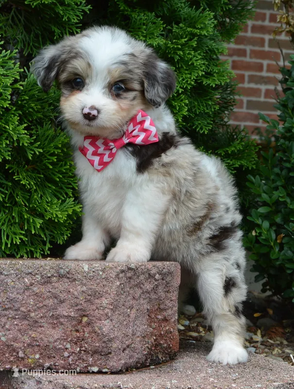 Mini Ava – Miniature Aussiedoodle puppy for sale in Celina, OH