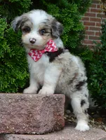 Mini Ava, a female Miniature Aussiedoodle for sale in Celina, OH – 1 of 10