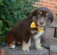 Angel, a female Australian Shepherd for sale in Celina, OH – 7 of 10