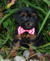Sunny, a female Shihpoo for sale in Celina, OH – 5 of 10